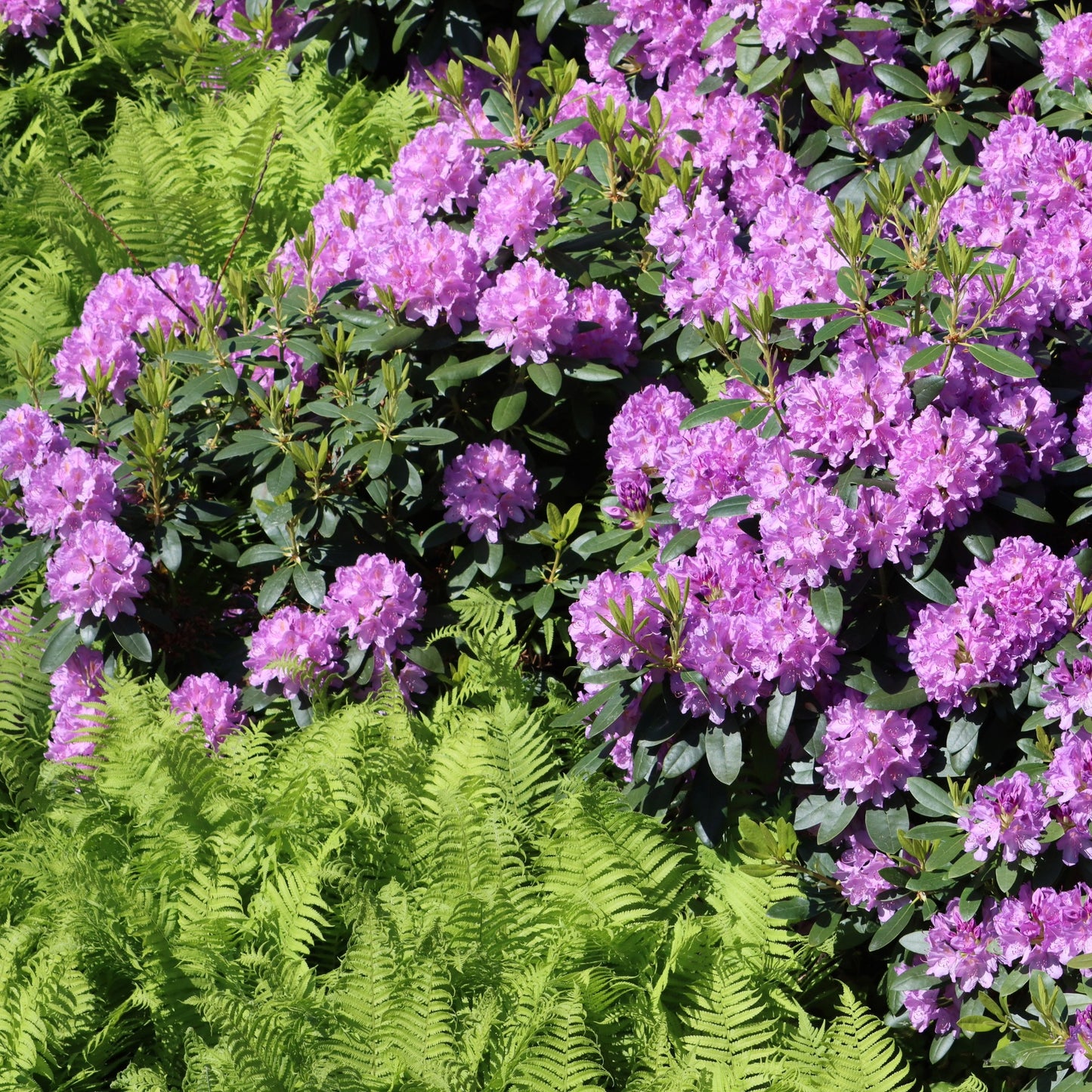 Rhododendron 'English Roseum' (Elepidote) – English Roseum Rhododendron