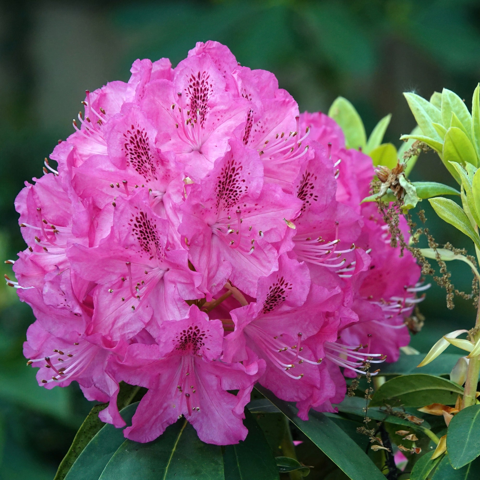 Brighten the Shade with Rhododendron 'English Roseum'