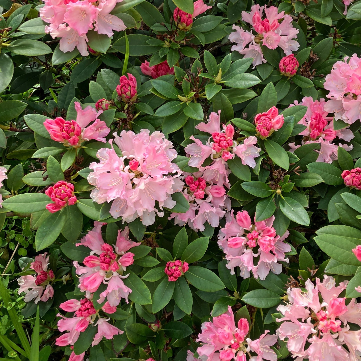 Rhododendron 'Roseum Pink' (Élépidote) – Rhododendron 'Roseum Pink'