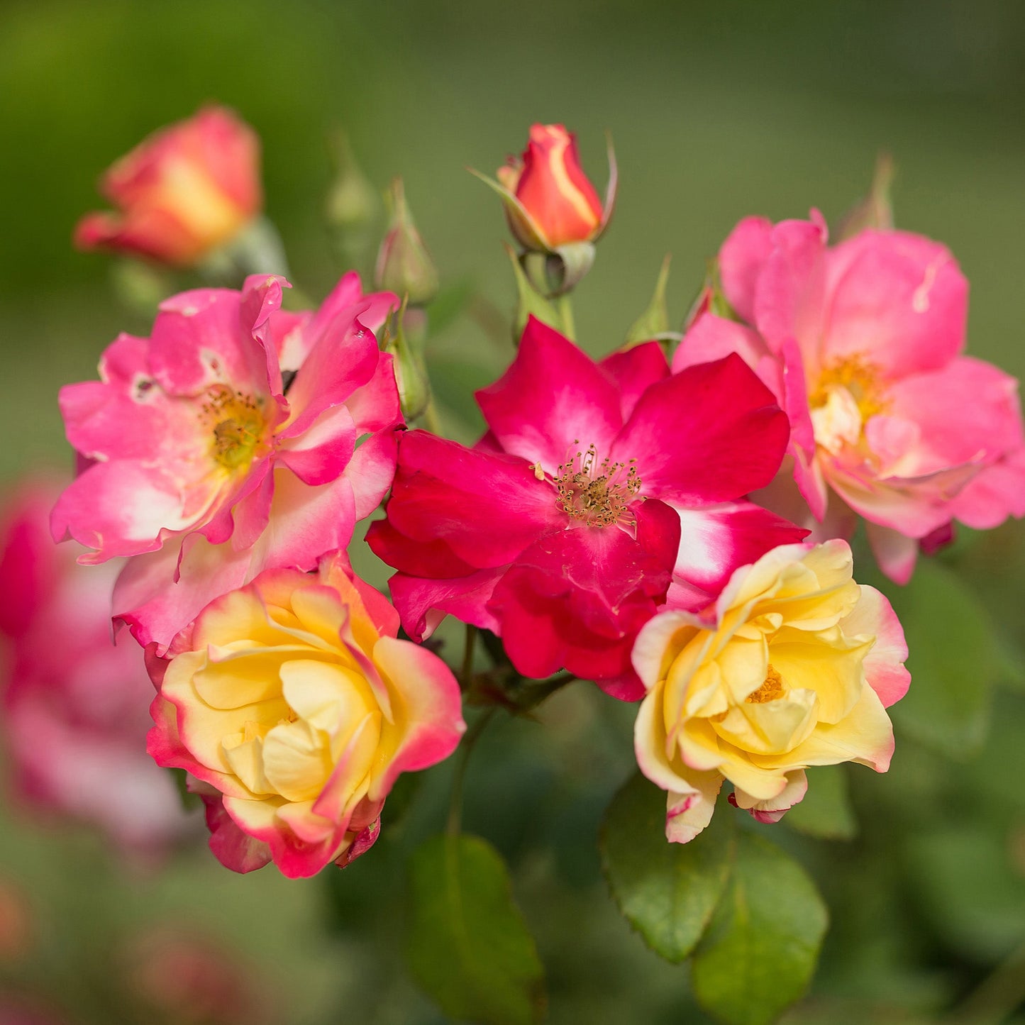 Rosier 'Campfire'