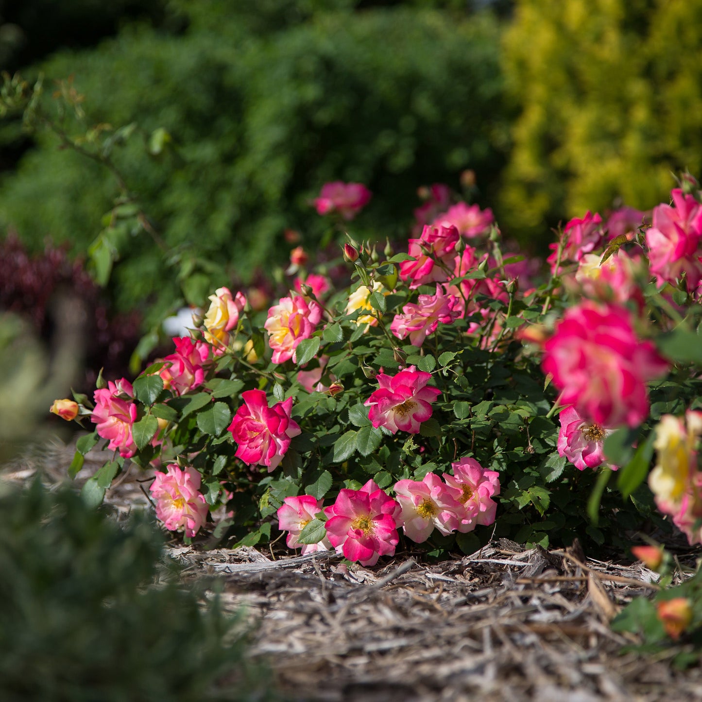 Rosier 'Campfire'
