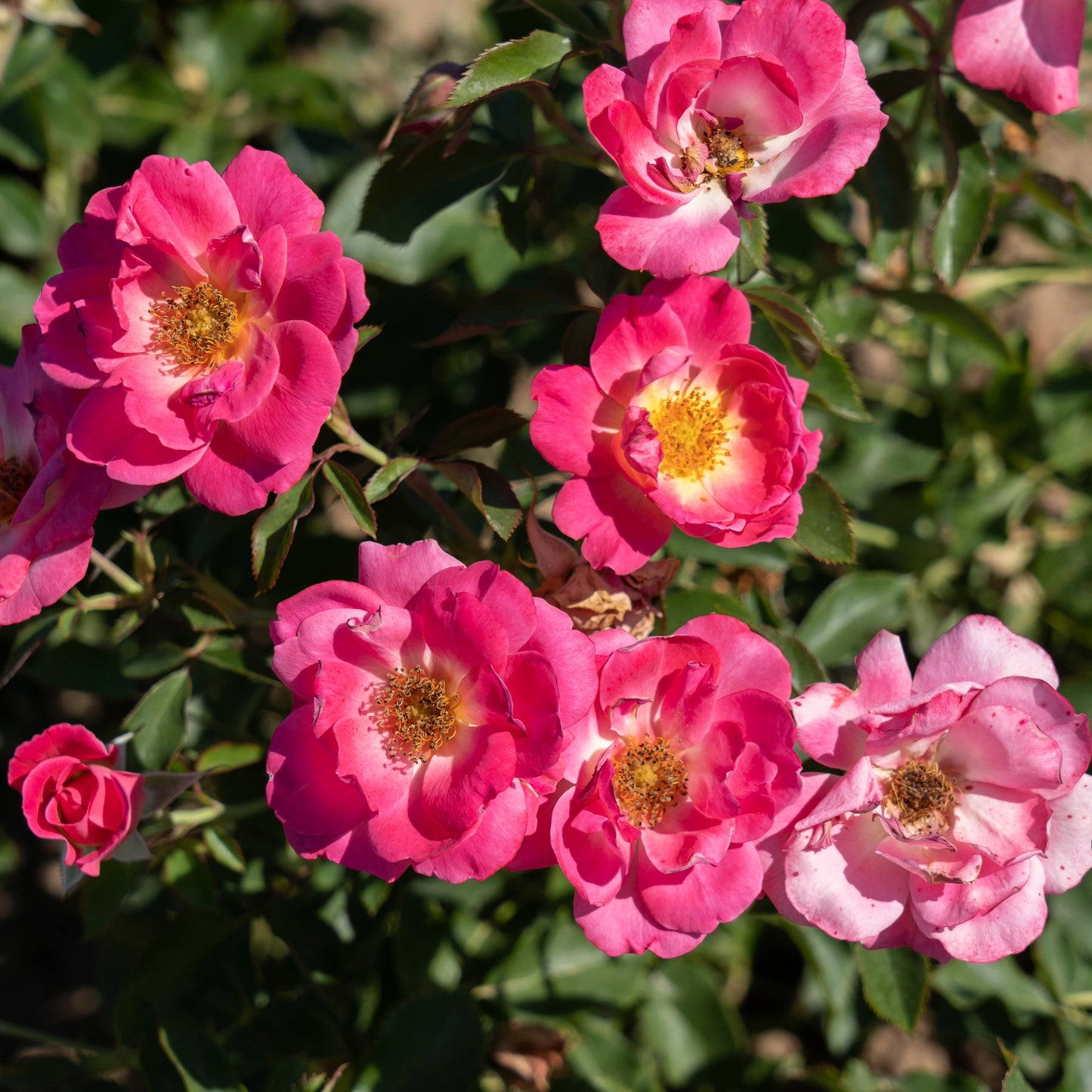 Rosa Aurora Borealis® – 'Aurora Borealis' Rose (49th Parallel Collection)