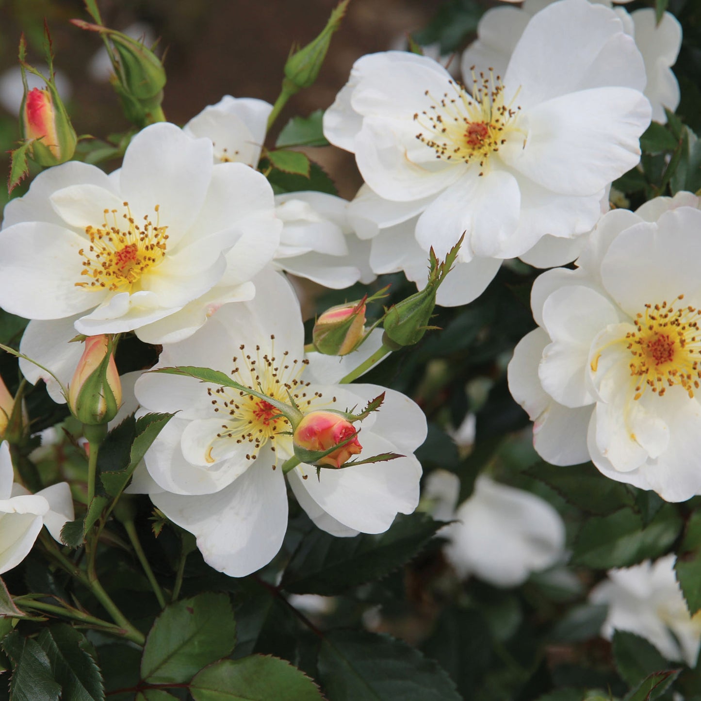 Rosa 'Oscar Peterson' – 'Oscar Peterson' Rose (Canadian Artist Series)