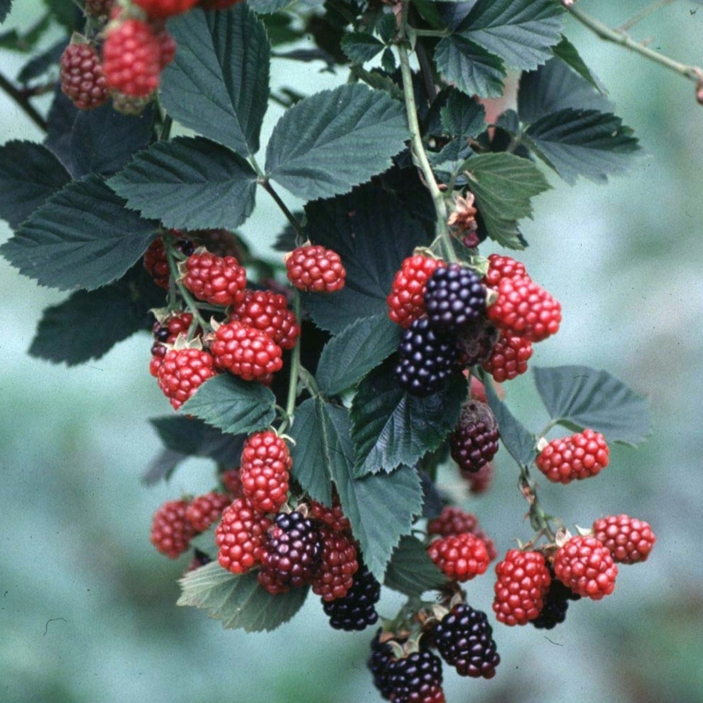 Rubus fruticosus 'Chester' - Mûrier 'Chester'