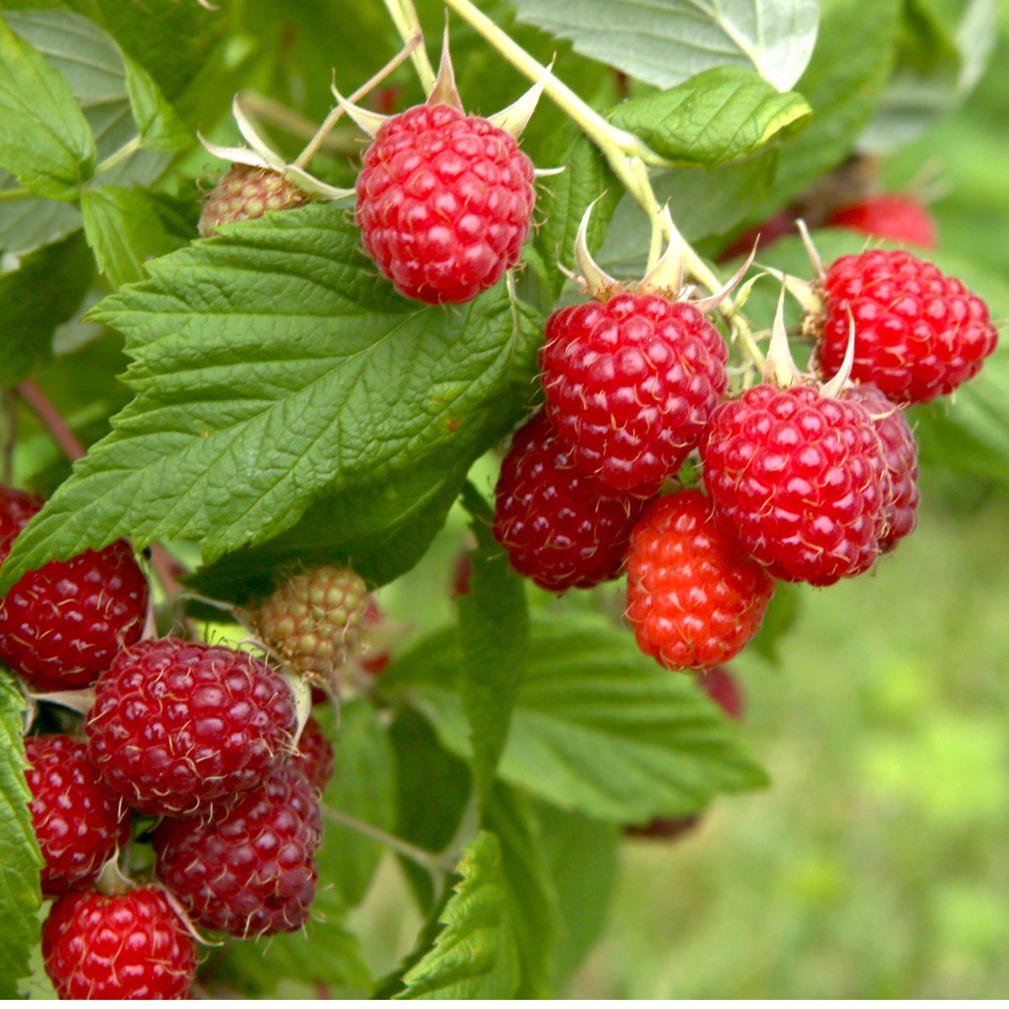 Rubus idaeus 'Nova' - Framboisier 'Nova'