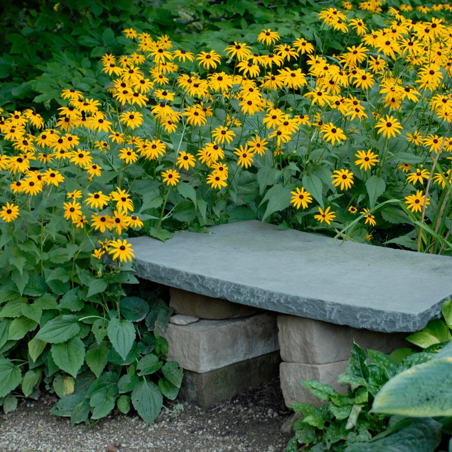 Rudbeckia 'Goldsturm' - Rudbeckie 'Goldsturm'