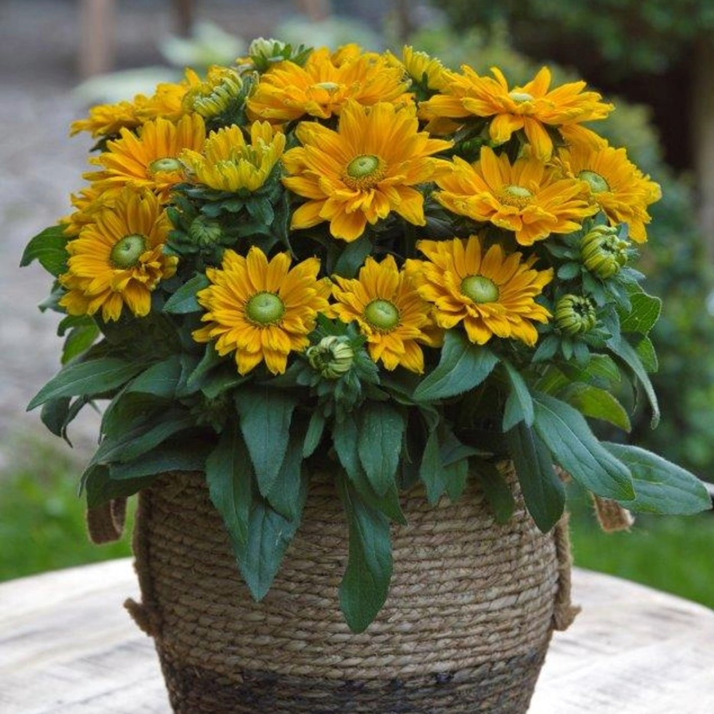 Rudbeckia hirta Sunbeckia® 'Emma' – 'Emma' Black-Eyed Susan