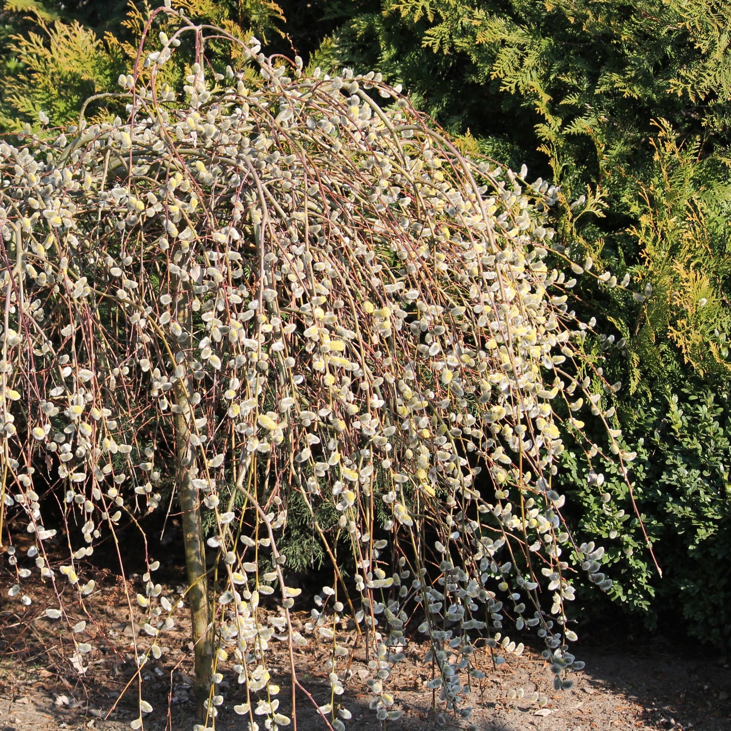 Salix caprea 'Pendula' – Saule pleureur sur tige