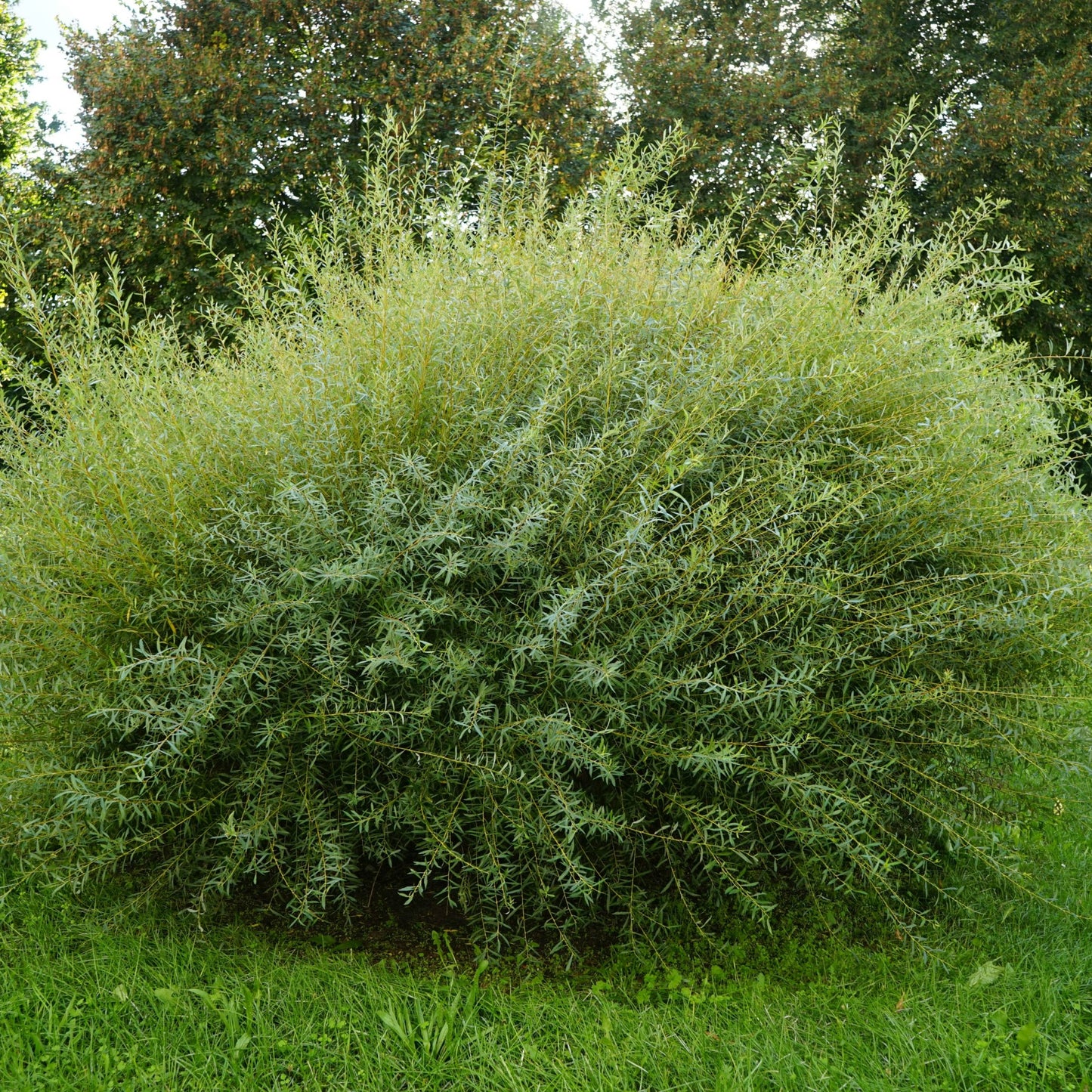 Salix purpurea 'Gracilis' – Saule pourpre 'Gracilis' (Saule arctique nain)