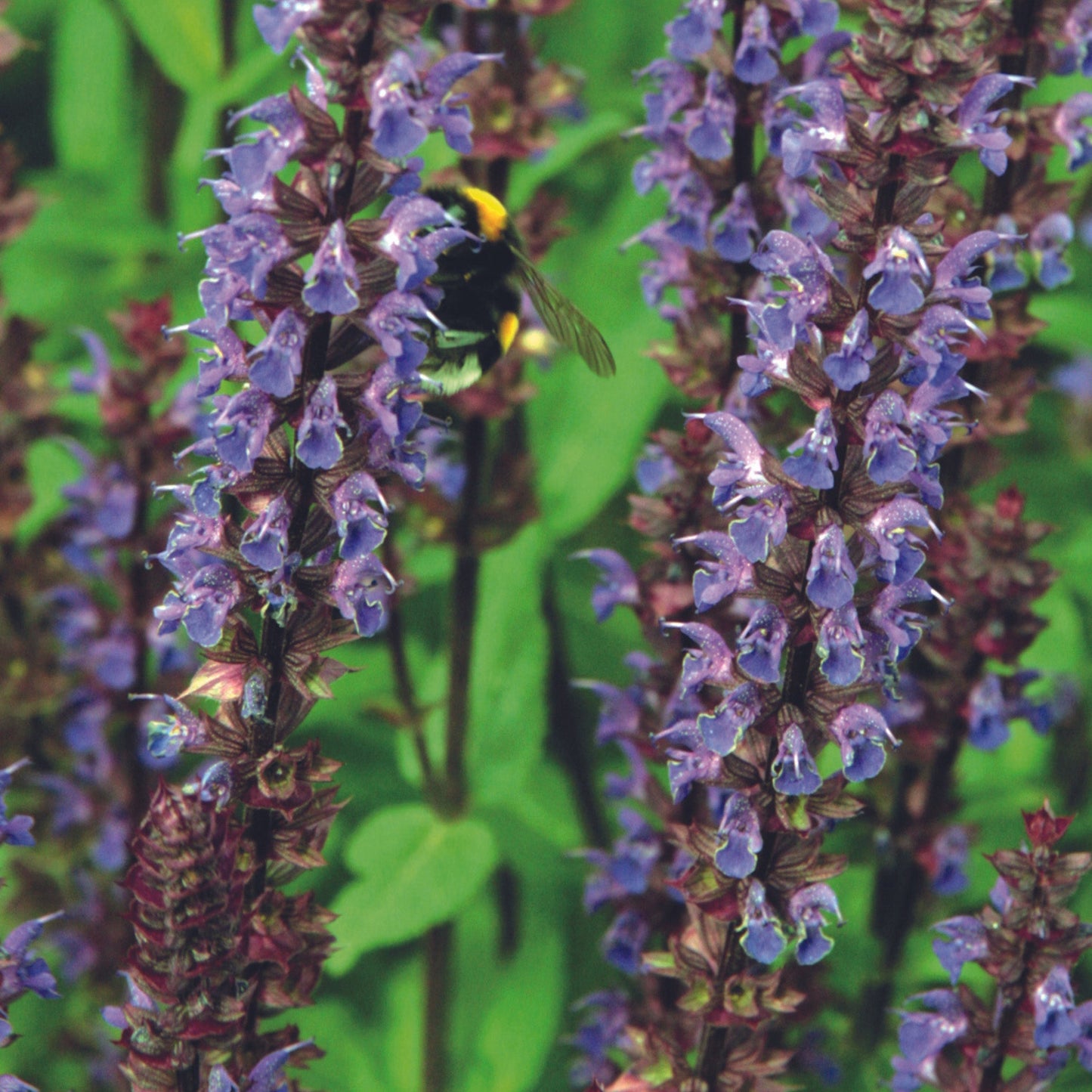 Salvia nemorosa 'Caradonna' – 'Caradonna' Meadow Sage