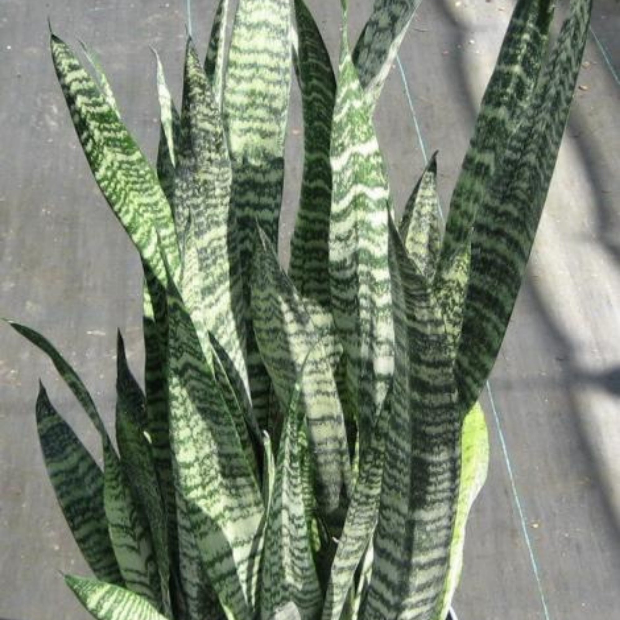 perennial snake plant deutsch Snake Plant 'Wintergreen' – Jardineries Botanix