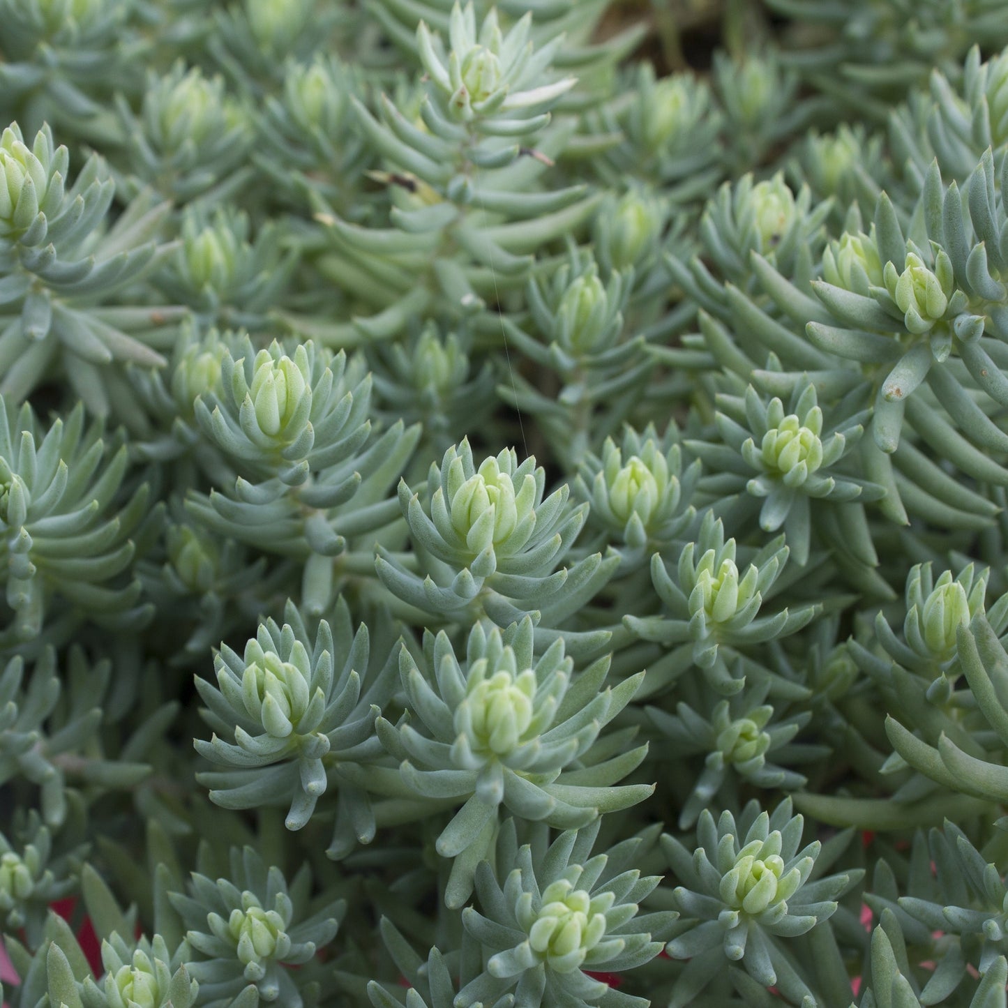 Sedum reflexum 'Blue Spruce' – 'Blue Spruce' Stonecrop