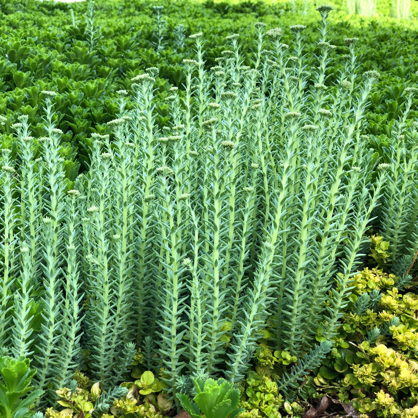 Sedum reflexum 'Blue Spruce' – 'Blue Spruce' Stonecrop