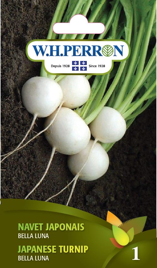 Navet japonais 'Bella Luna' - Semences
