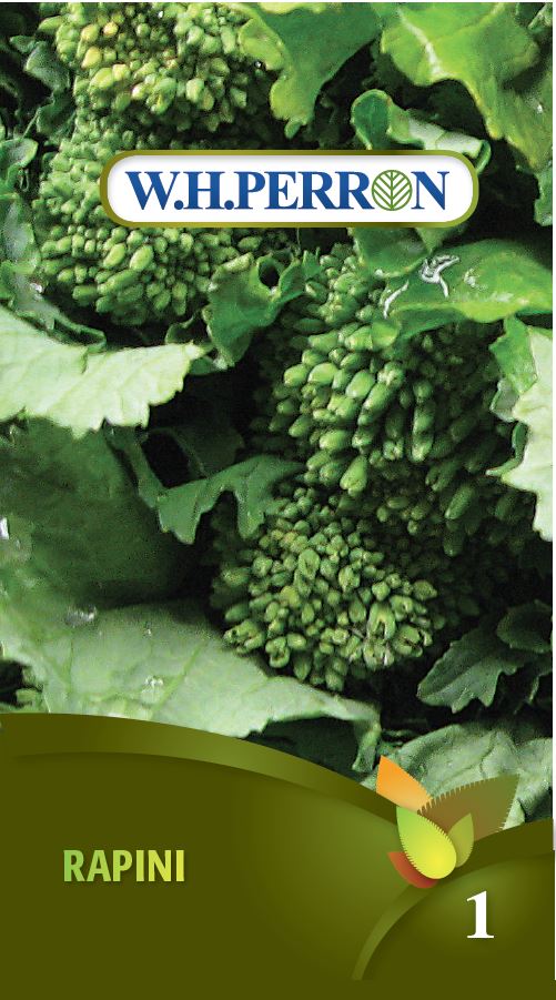 planting rapini seeds Rapini