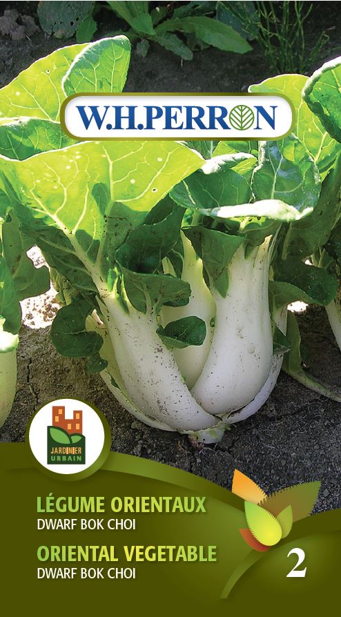 oriental garden seeds Oriental vegetable 'Bok Choï'