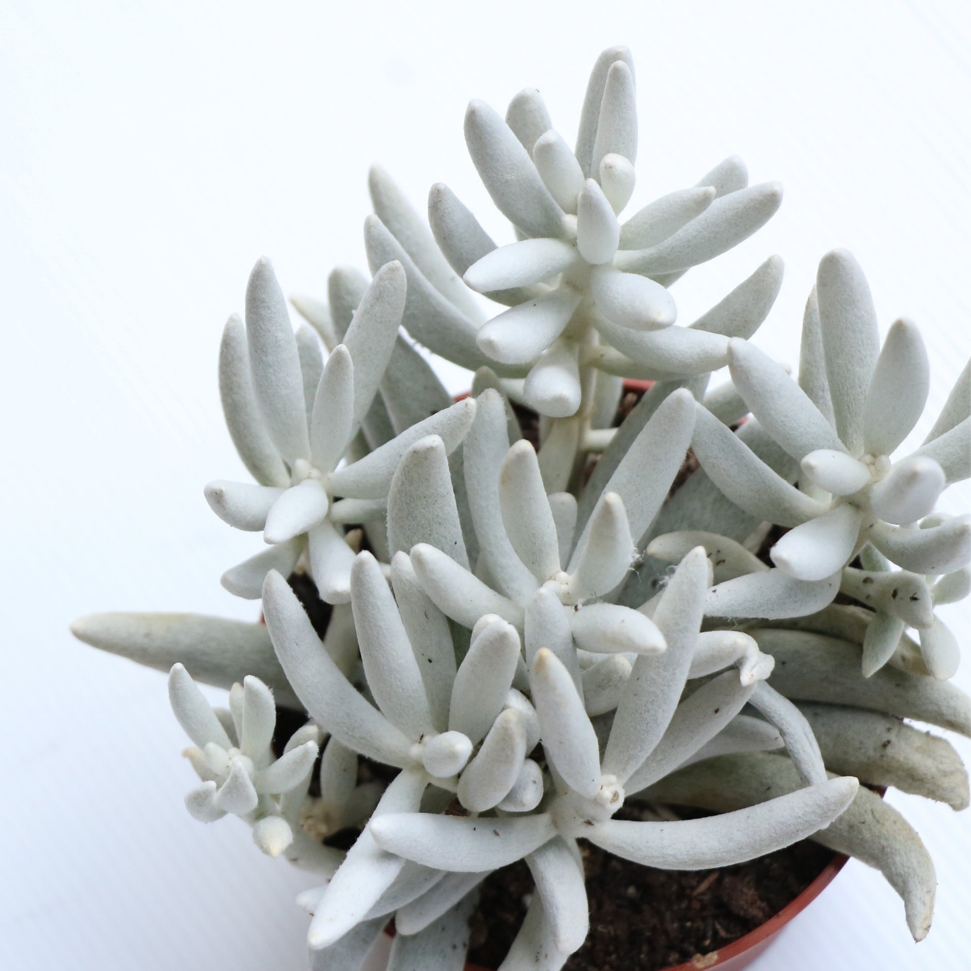 white fuzzy succulent Cocoon Plant, Wooly Senecio – Jardineries Botanix