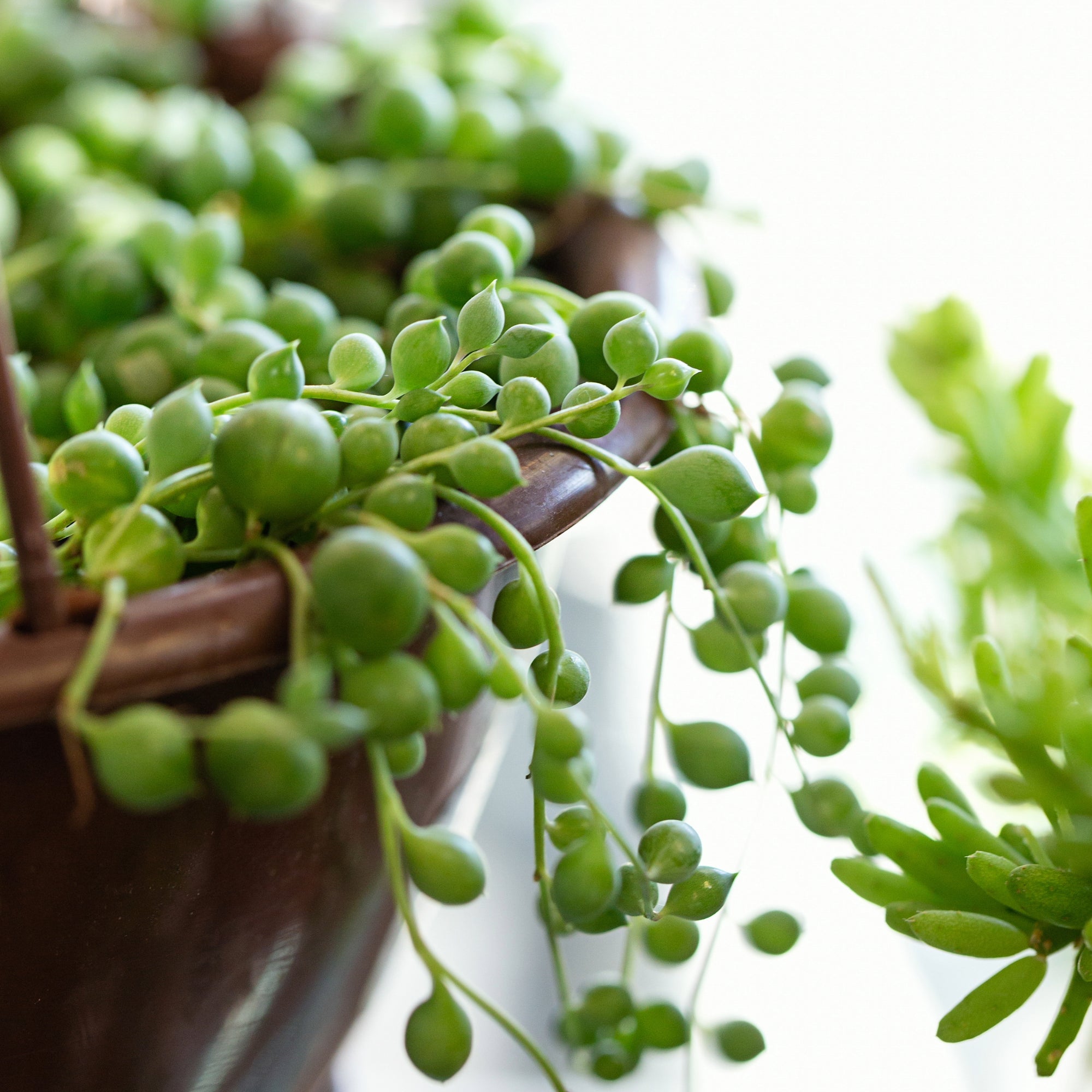 Séneçon de Rowley (Senecio rowleyanus), plante collier de perles : culture, entretien Séneçon de Rowley (Senecio rowleyanus), plante collier de perles : culture, entretien