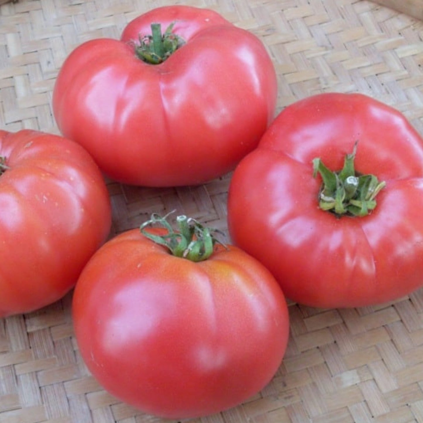 Rosabec' Pink Tomato