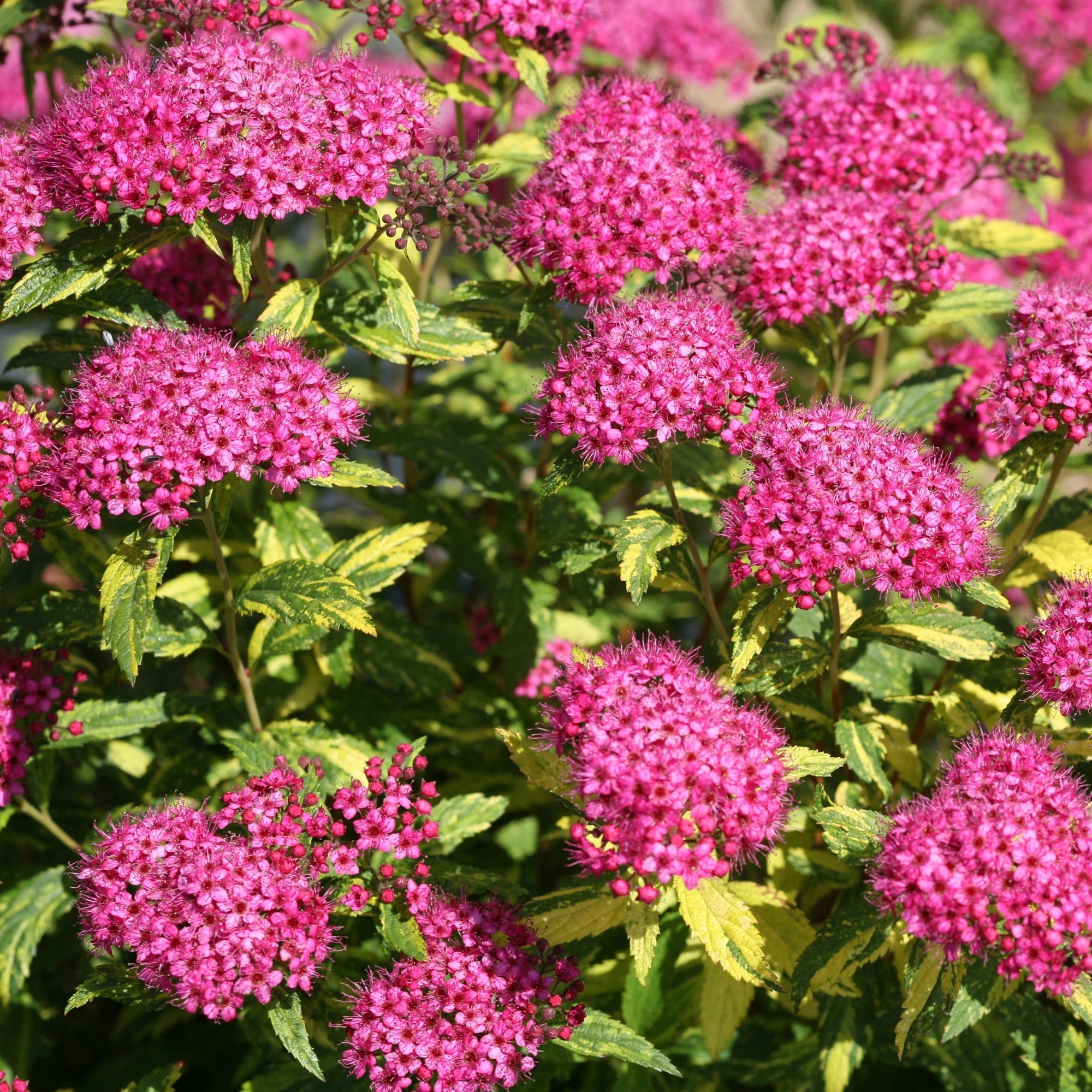 Double Play® Painted Lady® Japanese Spirea – Jardineries Botanix