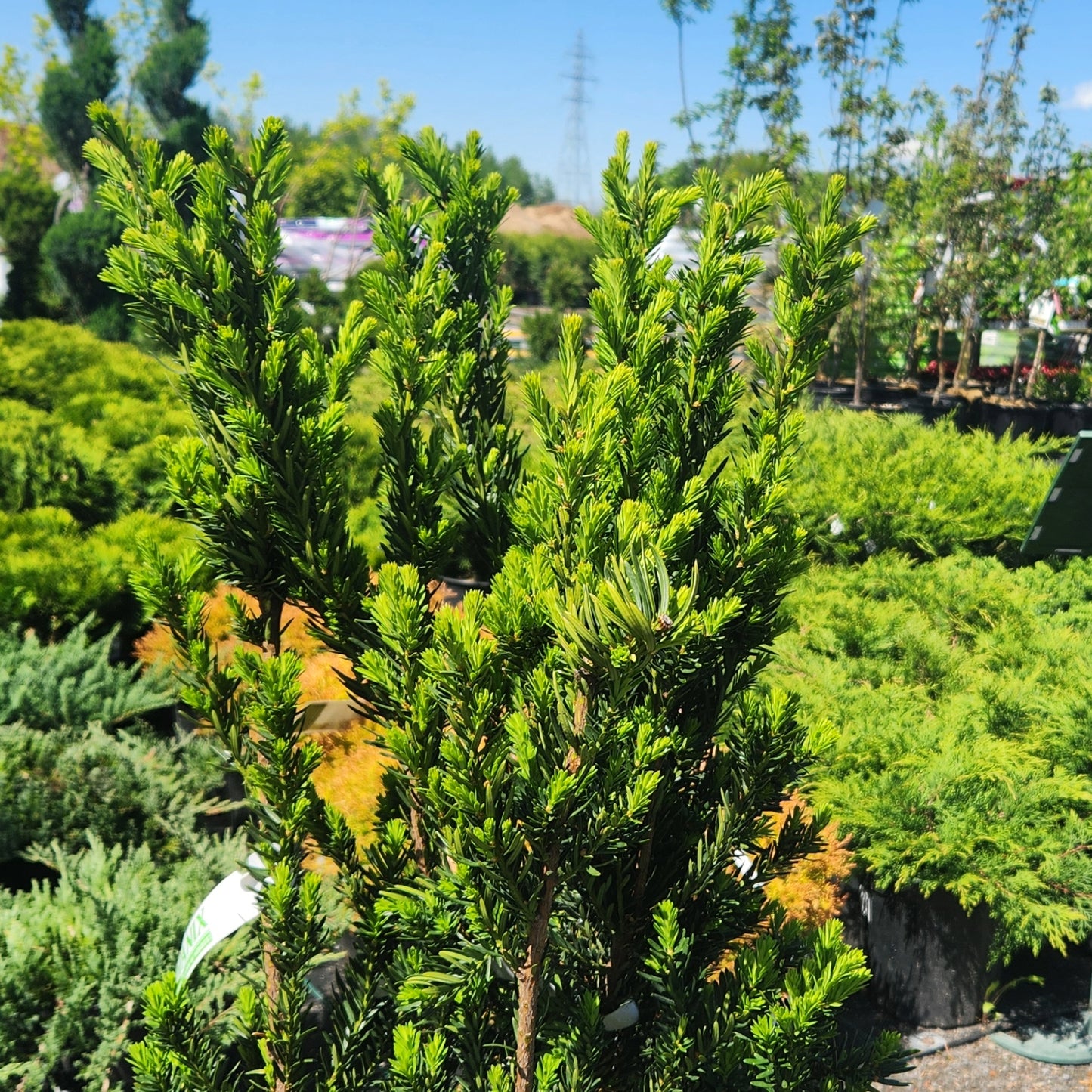 Taxus x media 'Hillii' – If 'Hillii'