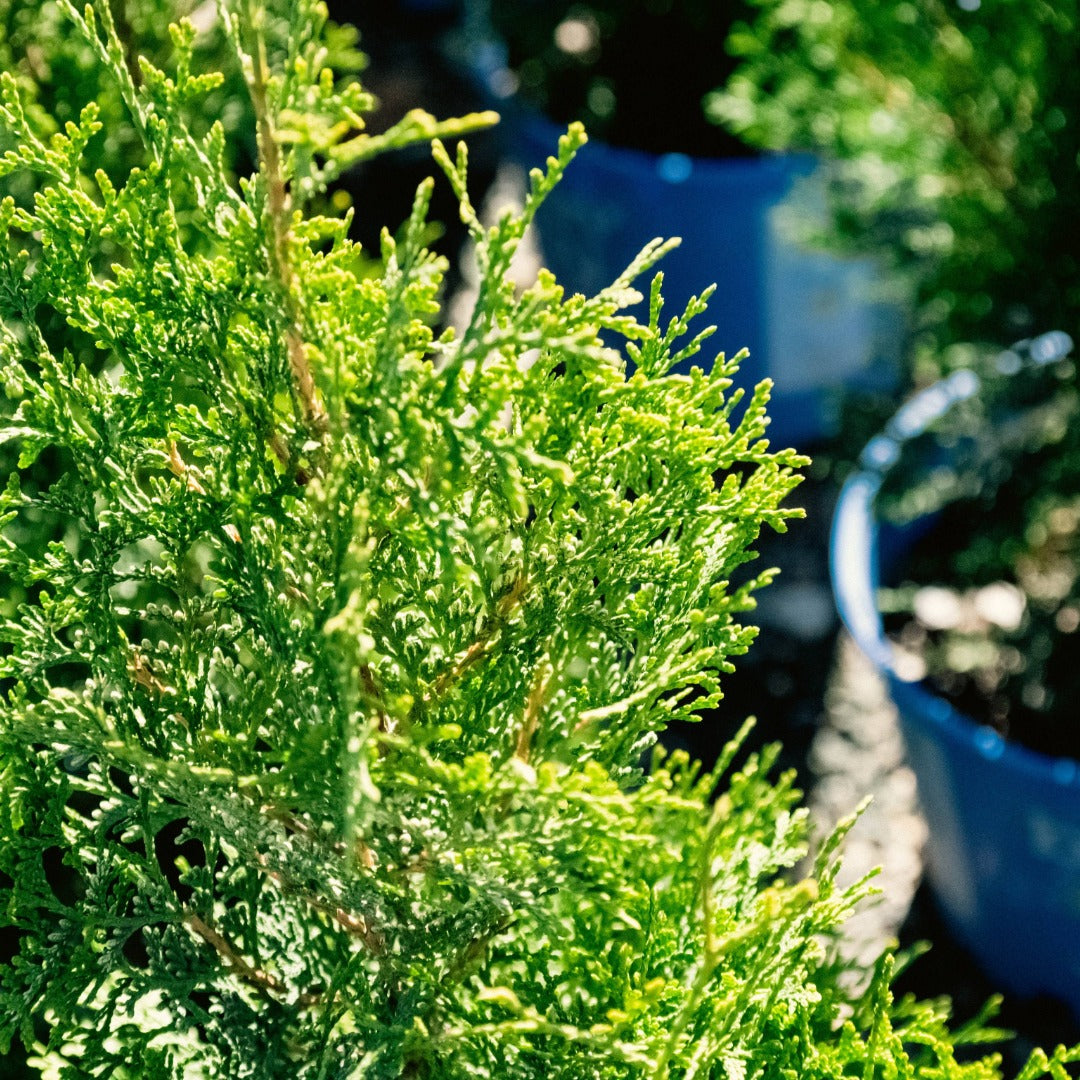 Thuja occidentalis 'Private Jet' – Eastern White Cedar 'Private Jet'