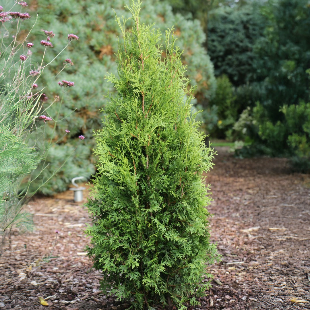 ltra-Fast Privacy Hedge | Private Jet Cedar | Thuja occidentalis 'Private  Jet'