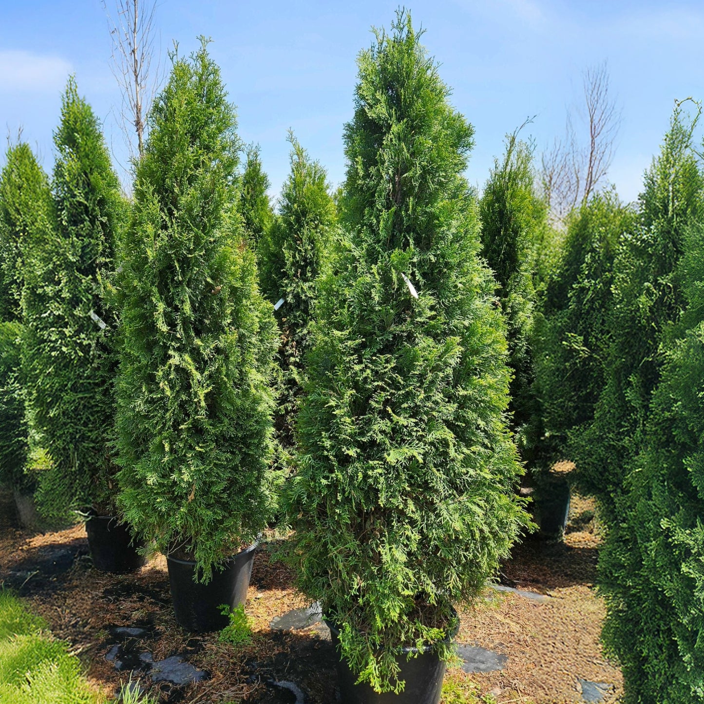 Thuja occidentalis 'Unicorn' – Weeping Unicorn Cedar (Thuya)
