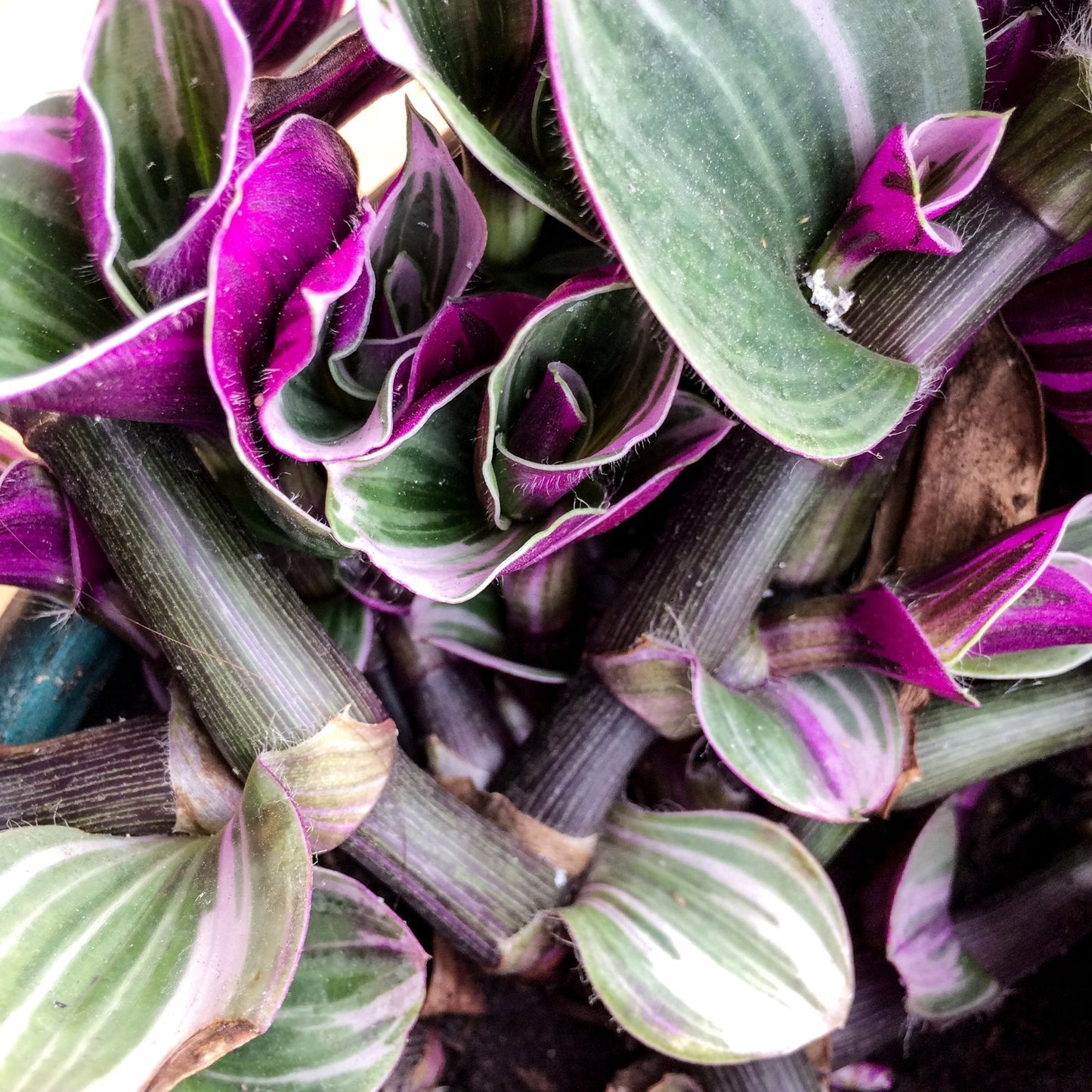 Tradescantia albiflora 'Nanouk' – 'Nanouk' Inch Plant (Tradescantia 'Nanouk' or Wondering Dude)