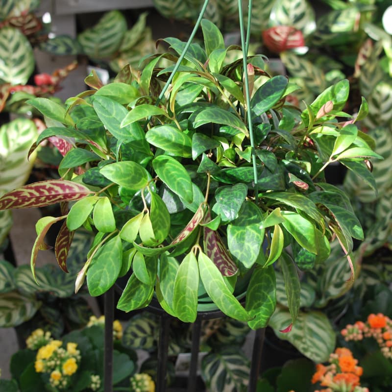 Zebra' basket vine