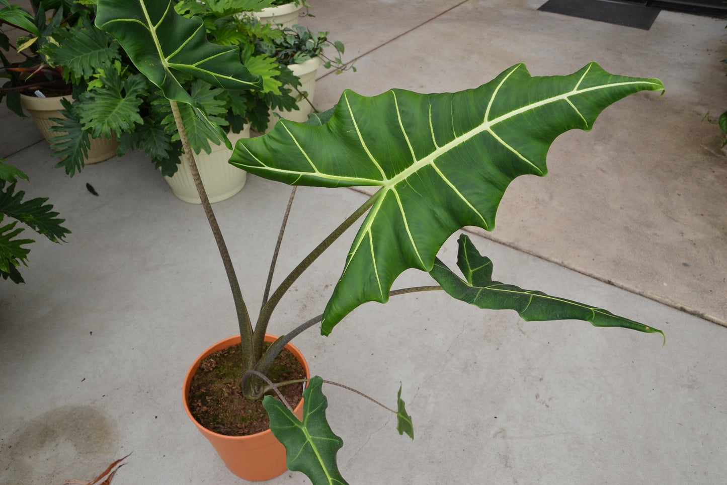 Sarian' African Mask