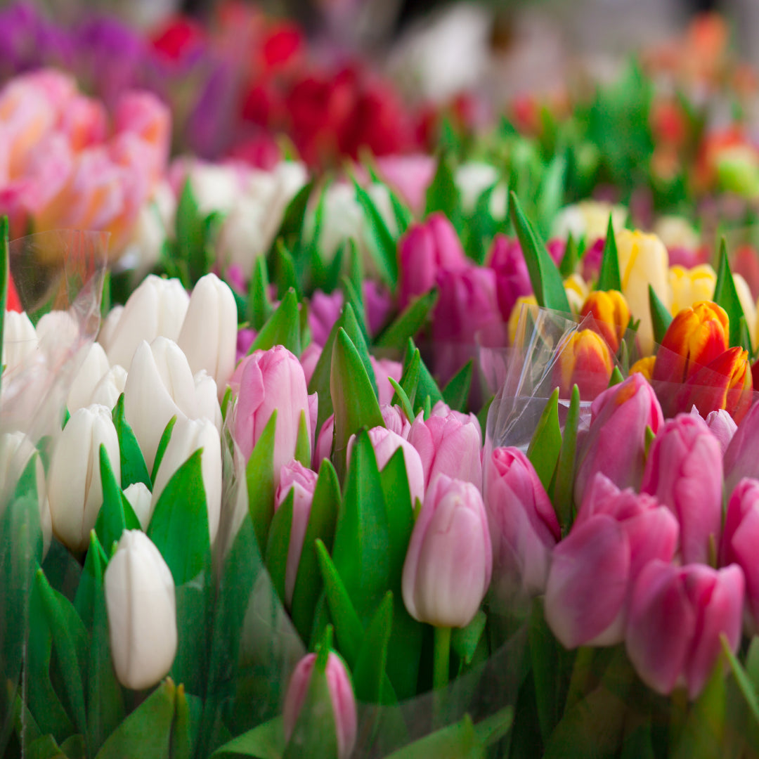 Bouquets de 10 tulipes pour Pâques