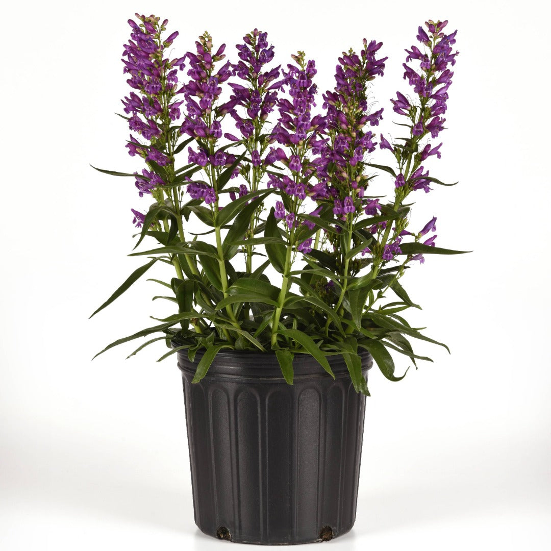 Penstemon Summit Sweets™ Purple – Pénstémon Summit Sweets™ Purple