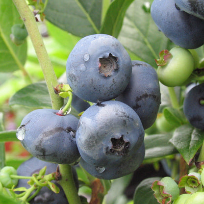 Northblue' Blueberry