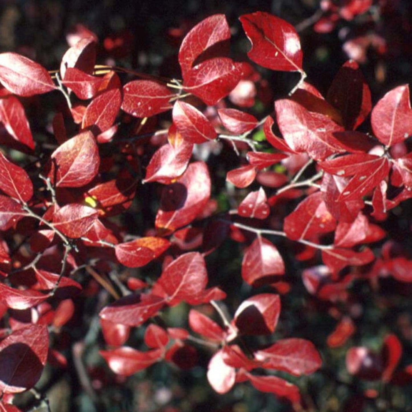 Vaccinium corymbosum 'Patriot' - 'Patriot' Blueberry