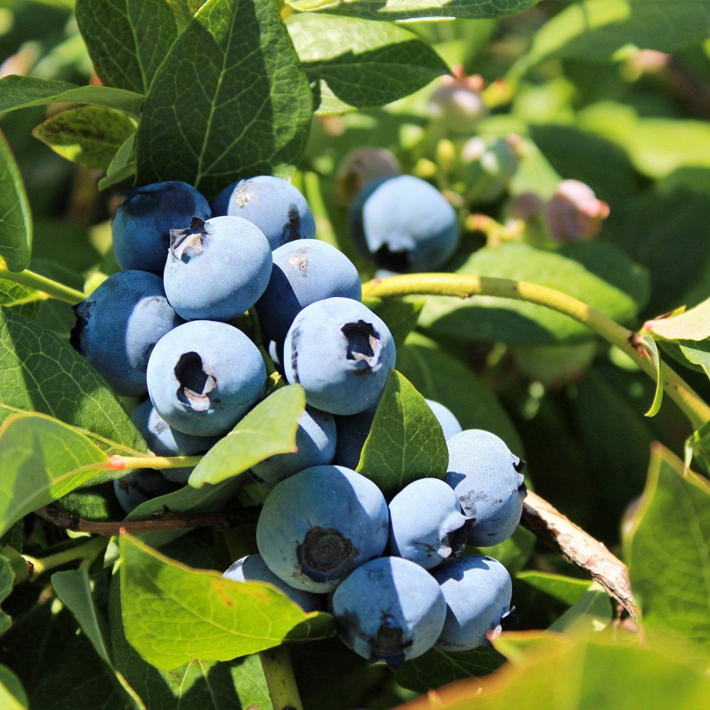 Vaccinium corymbosum 'Bluecrop' - 'Bluecrop' Blueberry
