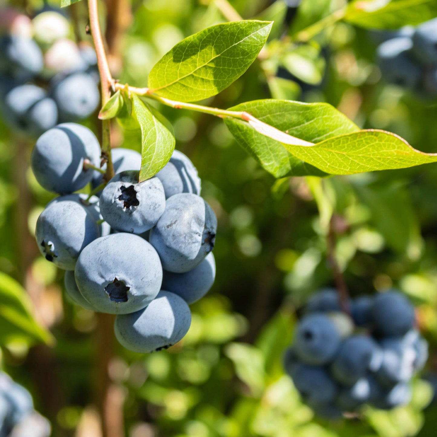 Vaccinium corymbosum 'Chippewa' - 'Chippewa' Dwarf Blueberry