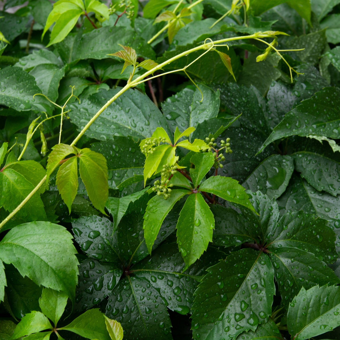 Parthenocissus quinquefolia 'Engelmannii' – Vigne vierge 'Engelmannii'
