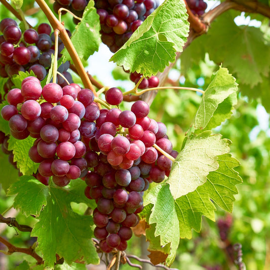 Vigne à raisins 'Somerset'