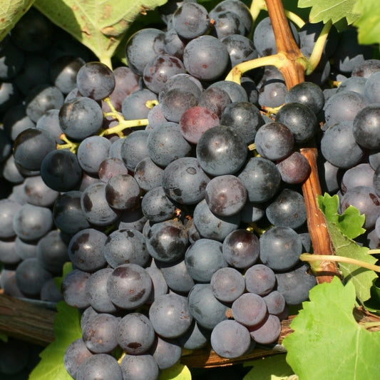 Vigne à raisins 'Trollhaugen'