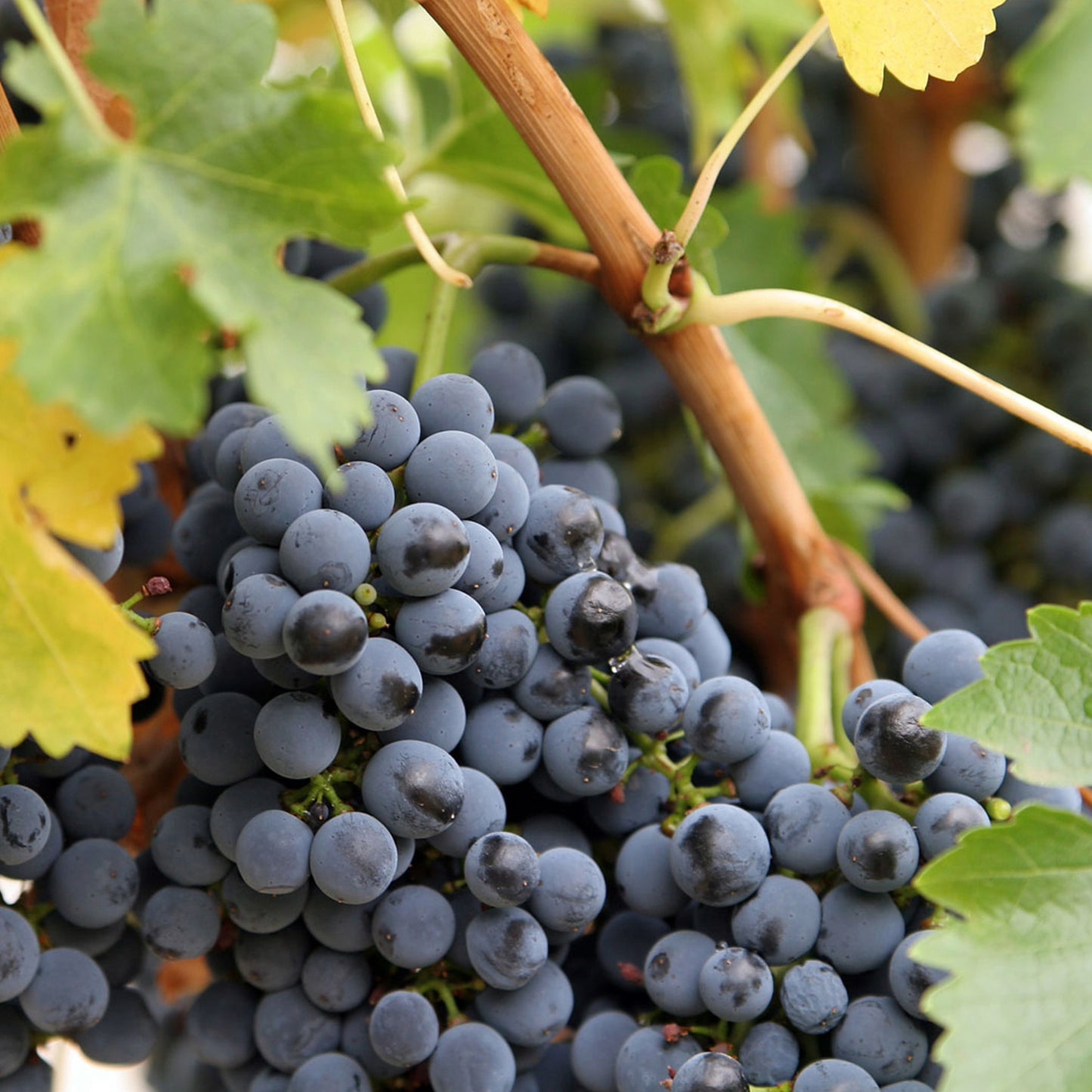 Vitis 'Montreal Blue' - 'Montreal Blue' Grape