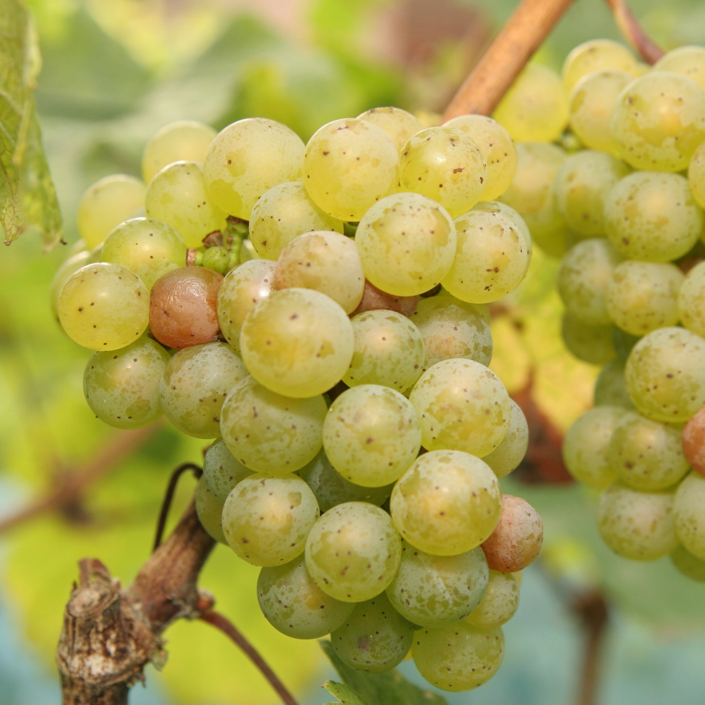 Vitis 'Prairie Star' - 'Prairie Star' Grape