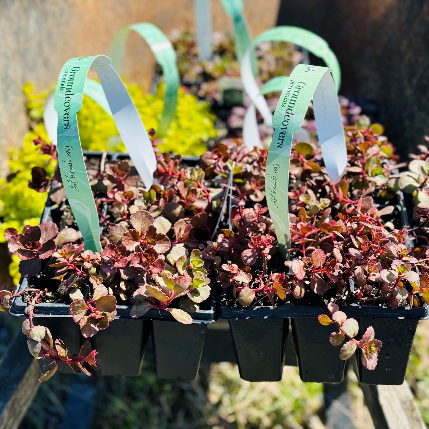 Assorted Ground Cover Perennials