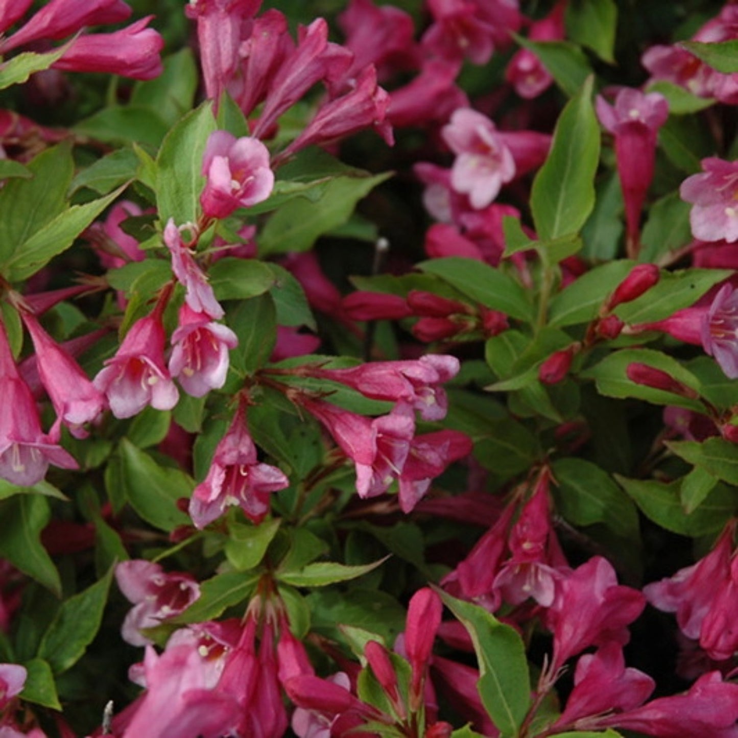 Weigela florida 'Minuet' – 'Minuet' Weigela