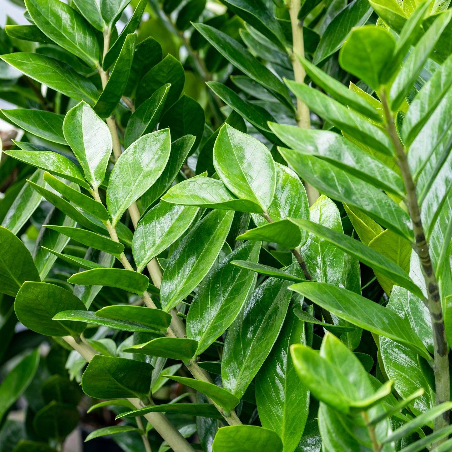 Zamioculcas zamiifolia – ZZ Plant