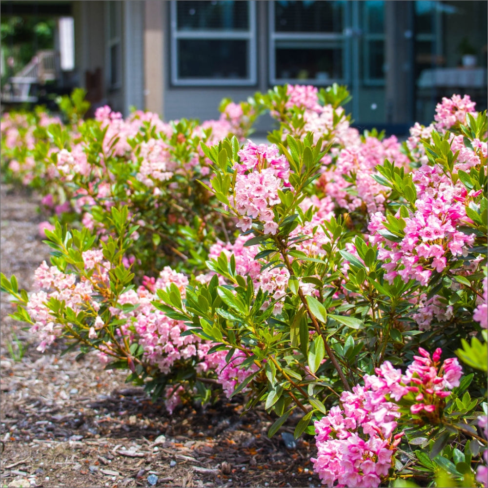 Rhododendron micranthum Bloombux® Magenta – Bloombux® Magenta Rhododendron