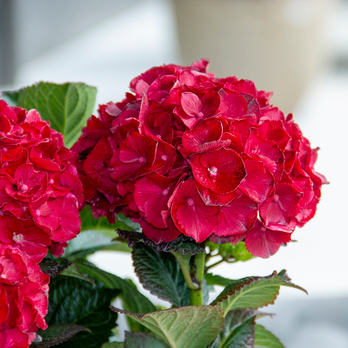 Hydrangea macrophylla 'Cherry-Go-Round' - Hydrangée 'Cherry-Go-Round'