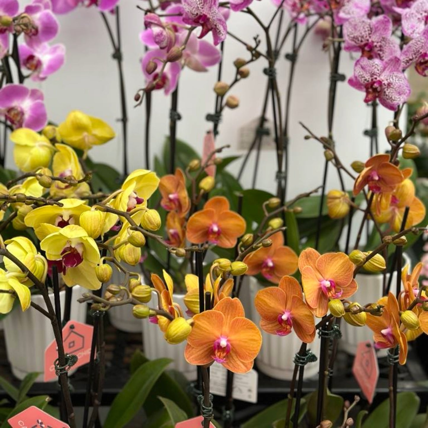 Phalaenopsis 1-2 stems (orchid)