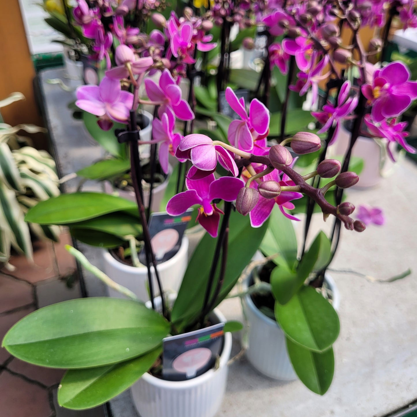 Orchid (1-2 Stems) with Ceramic Pot
