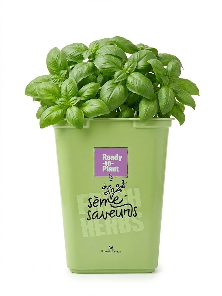 Assorted Fresh Herbs Sème-Saveurs